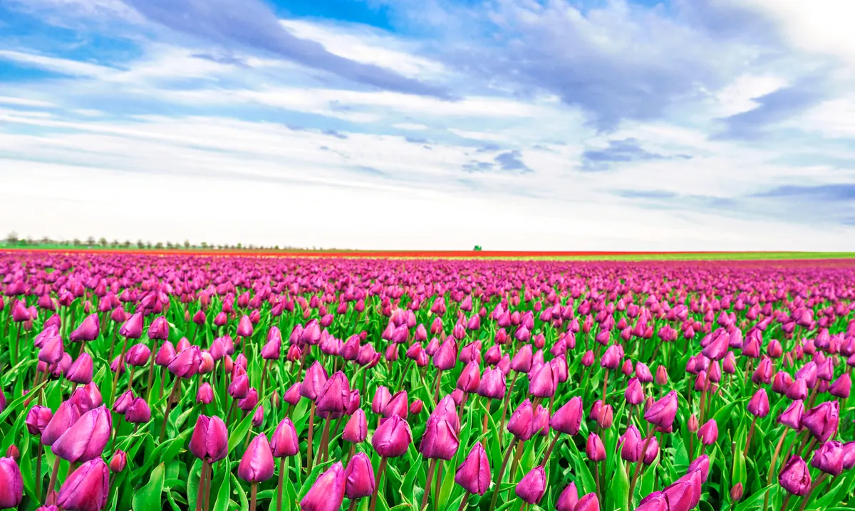 Lila tulipánokkal teli tulipánföld.