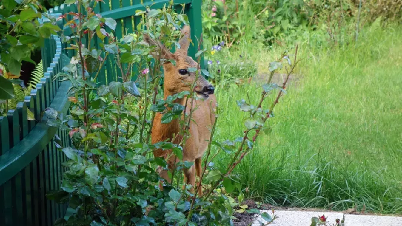 Hogyan védekezzünk vadkár ellen a kertben?