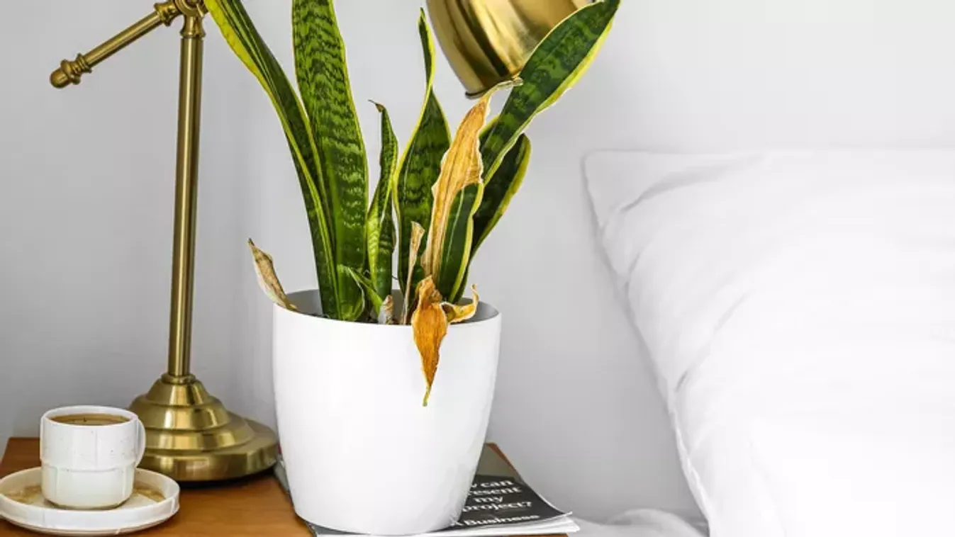 Mit tehetünk, ha az anyósnyelv sárgul?