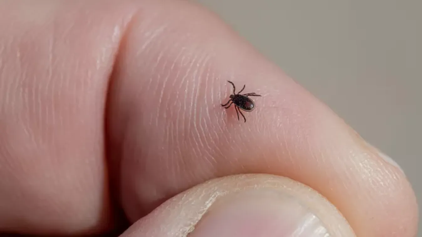 Felriadtak a kora tavaszra: újra támadnak a Lyme-kórt terjesztő vérszívók!