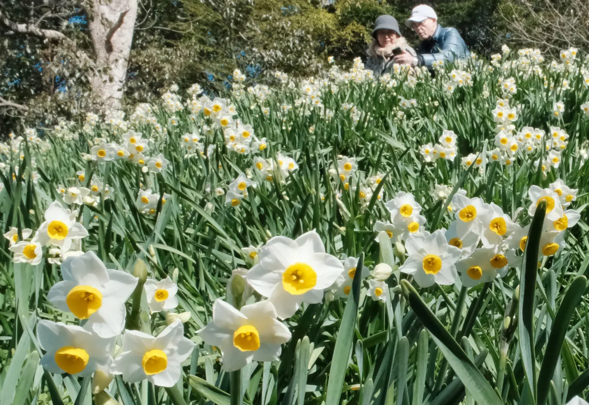 Fehér virágú nárciszmező