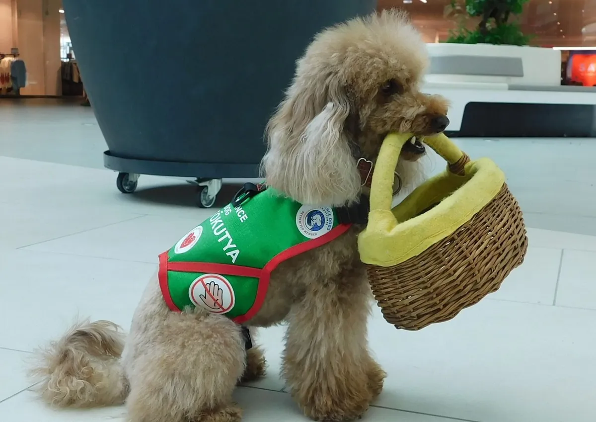 Bambi segít Ágónak a bevásárlásban is