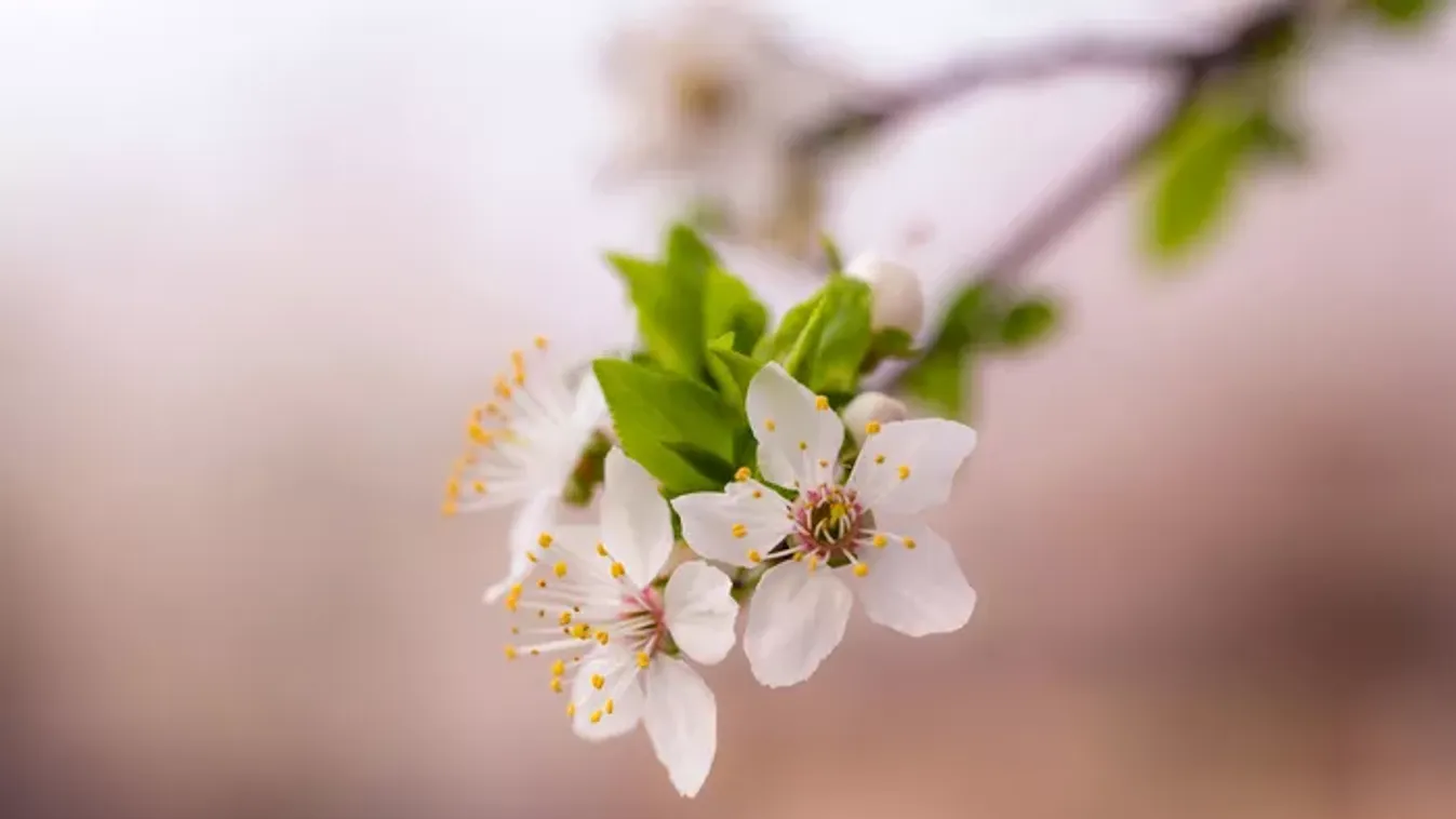 Megérkezett a tavasz, napokon belül közel 20 fok lesz