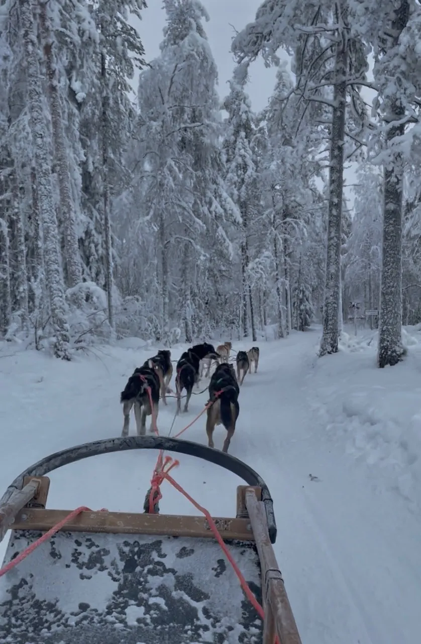 Hudky kutyák húznak egy szánt a havas Lappföldön.