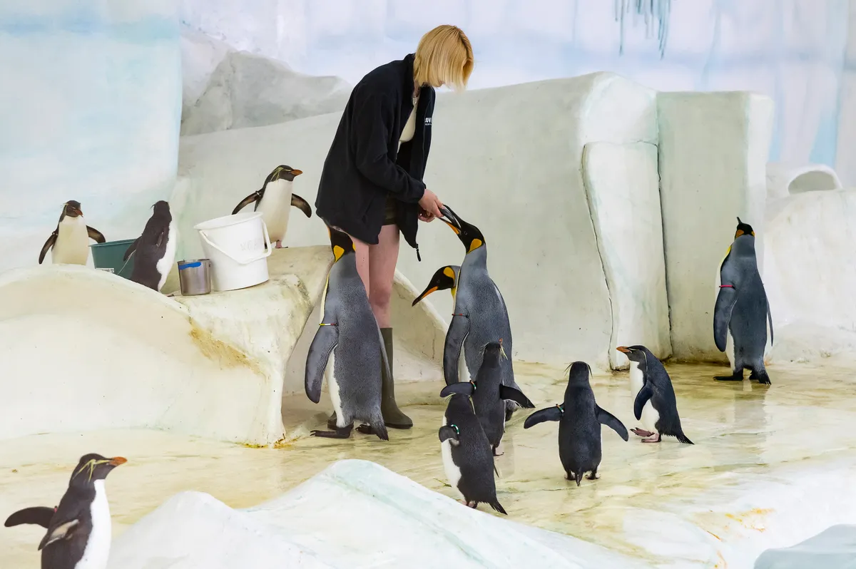 Nyíregyházi Állatpark pingvinjei.