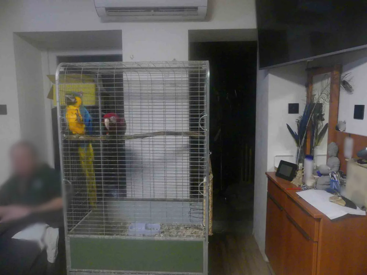 Az illegális állatkert több, védett és veszélyes állatnak adott otthont