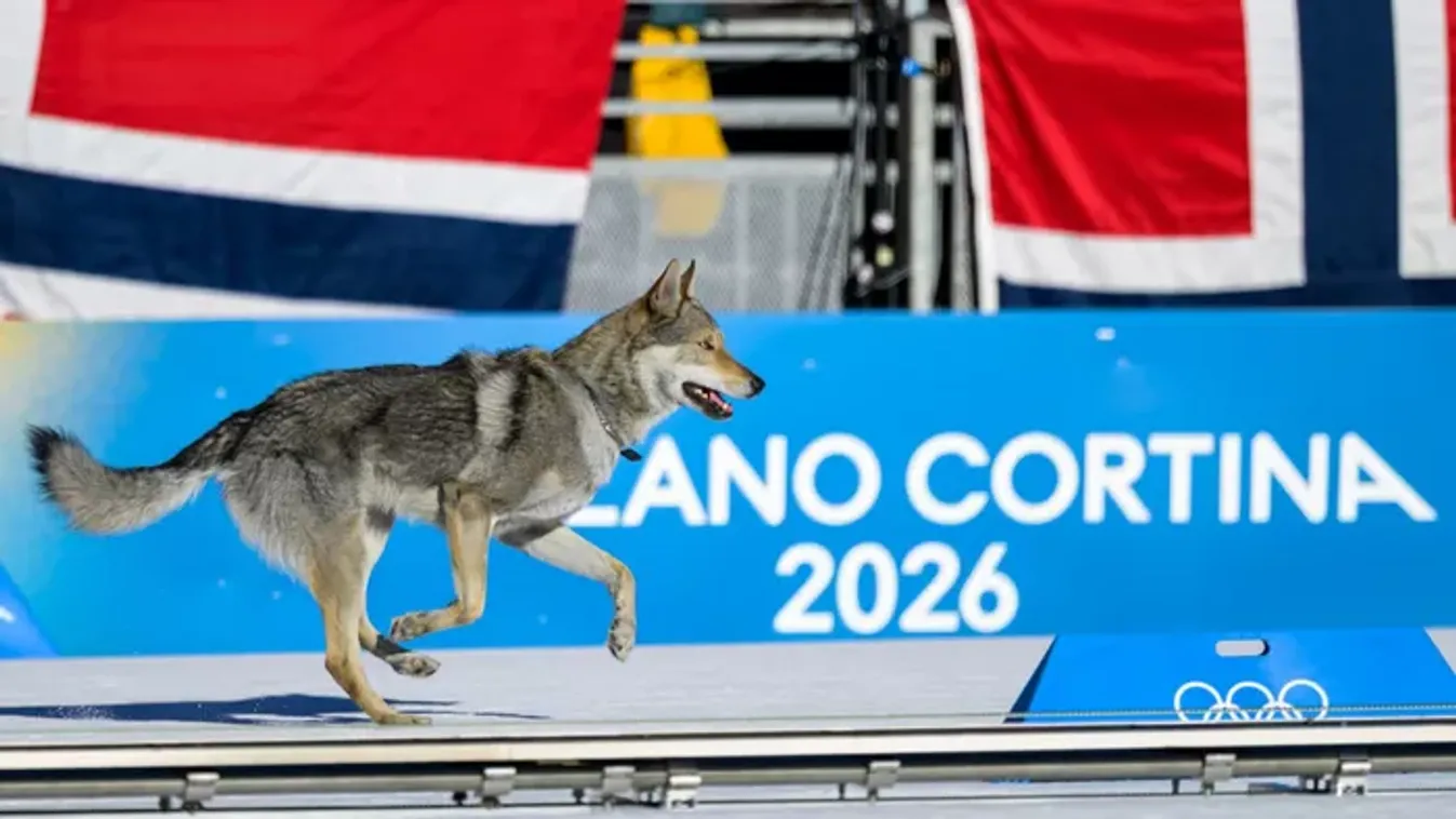 Ismerd meg a téli olimpia négylábú sztárját, aki 15 másodperc alatt ellopta az emberek szívét