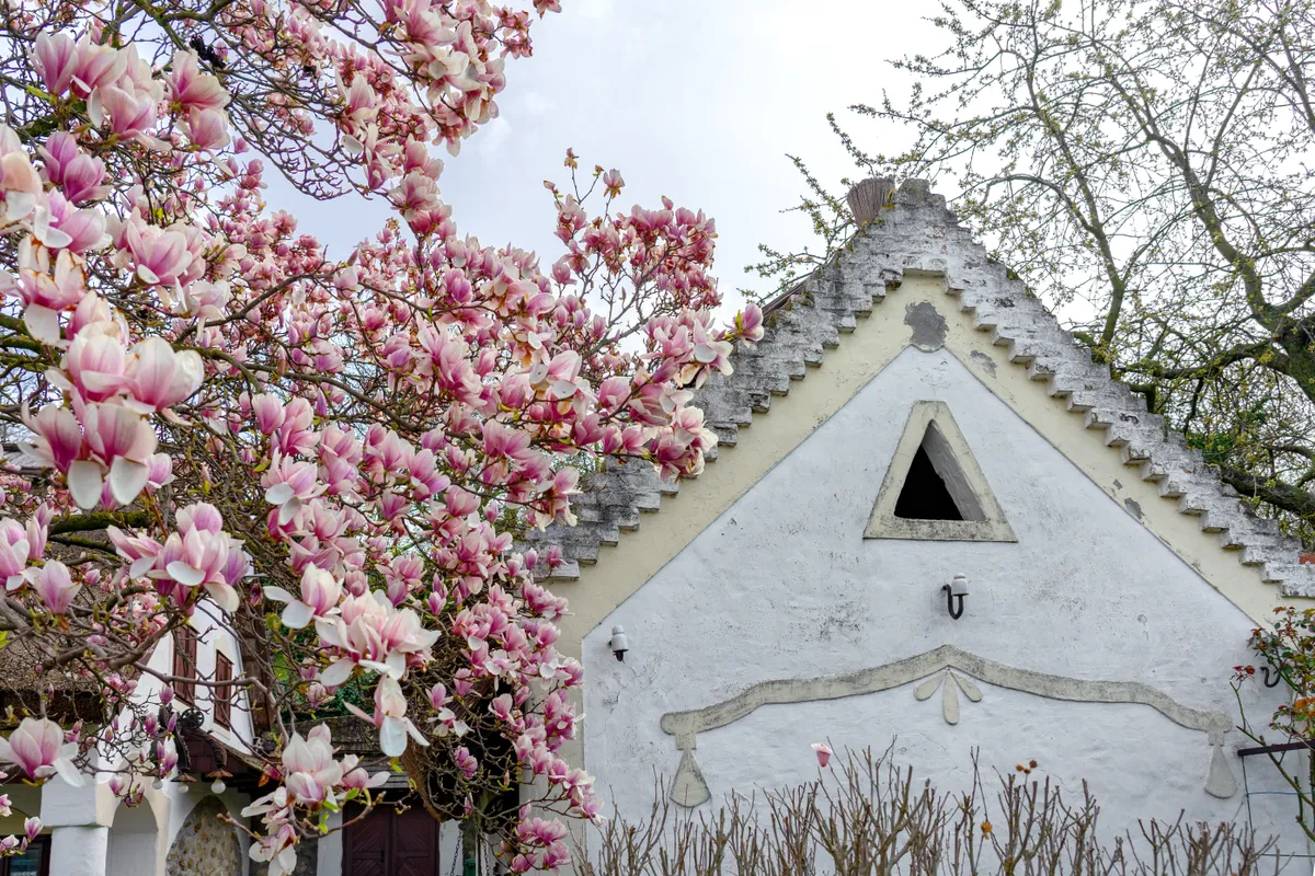 virágzó magnólia egy szigligeti parasztház mellett.