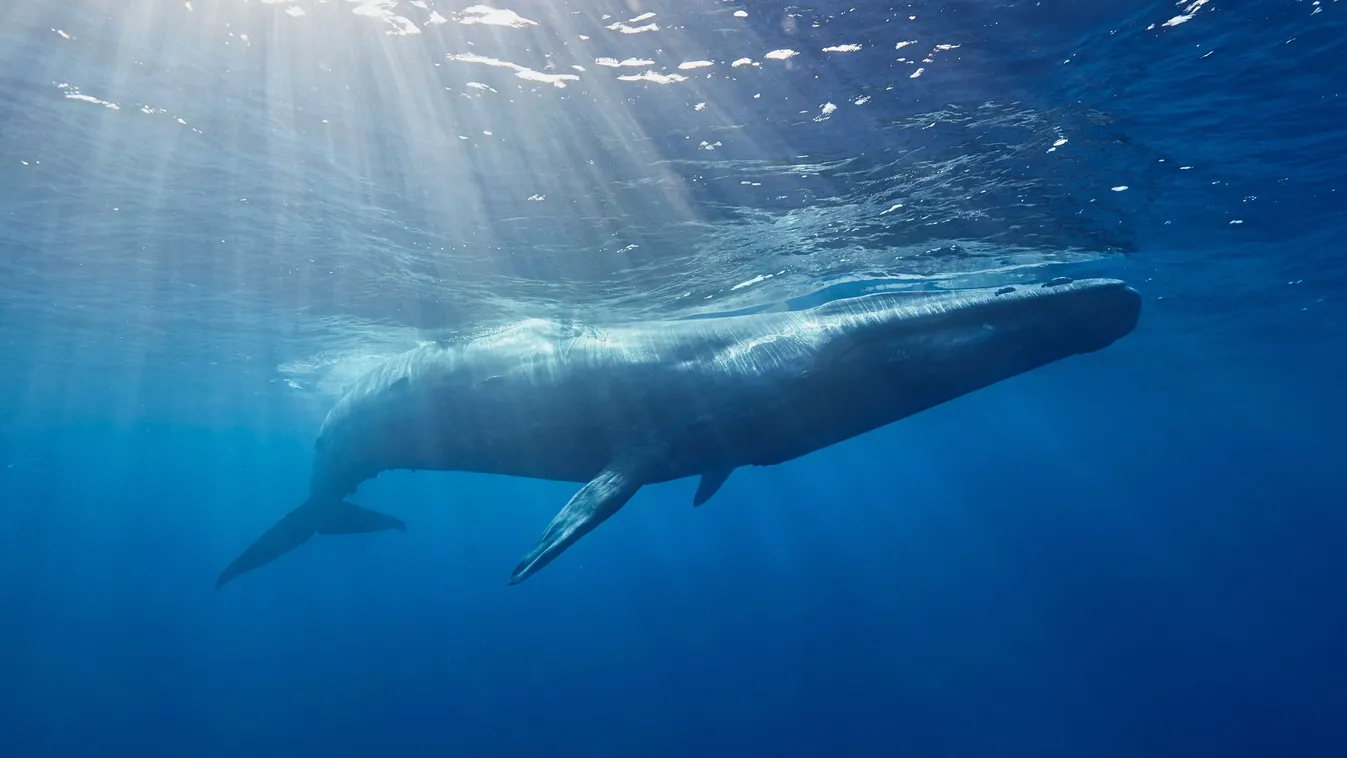 Éheznek a kék bálnák a klímaváltozás miatt.