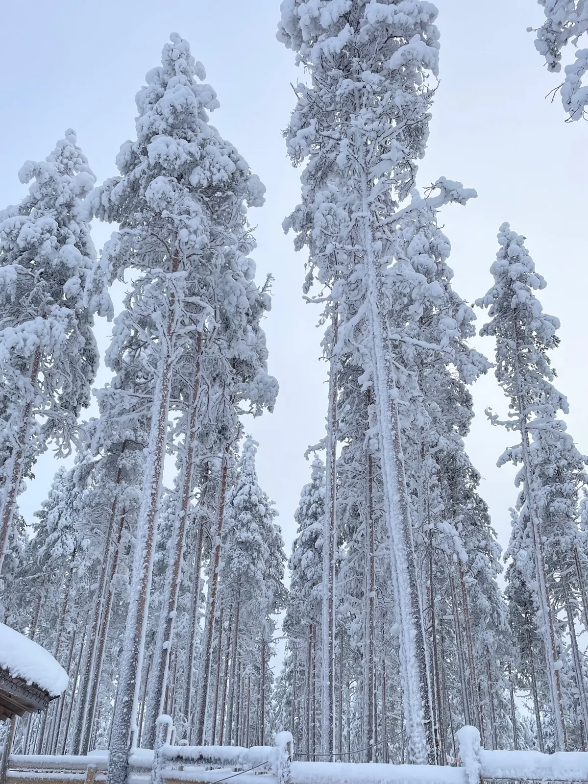Hóborította fenyőfák a Lappföldön.