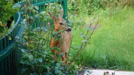 Hogyan védekezzünk vadkár ellen a kertben?