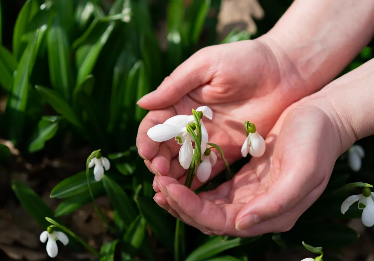 Hóvirág gondozása kertben