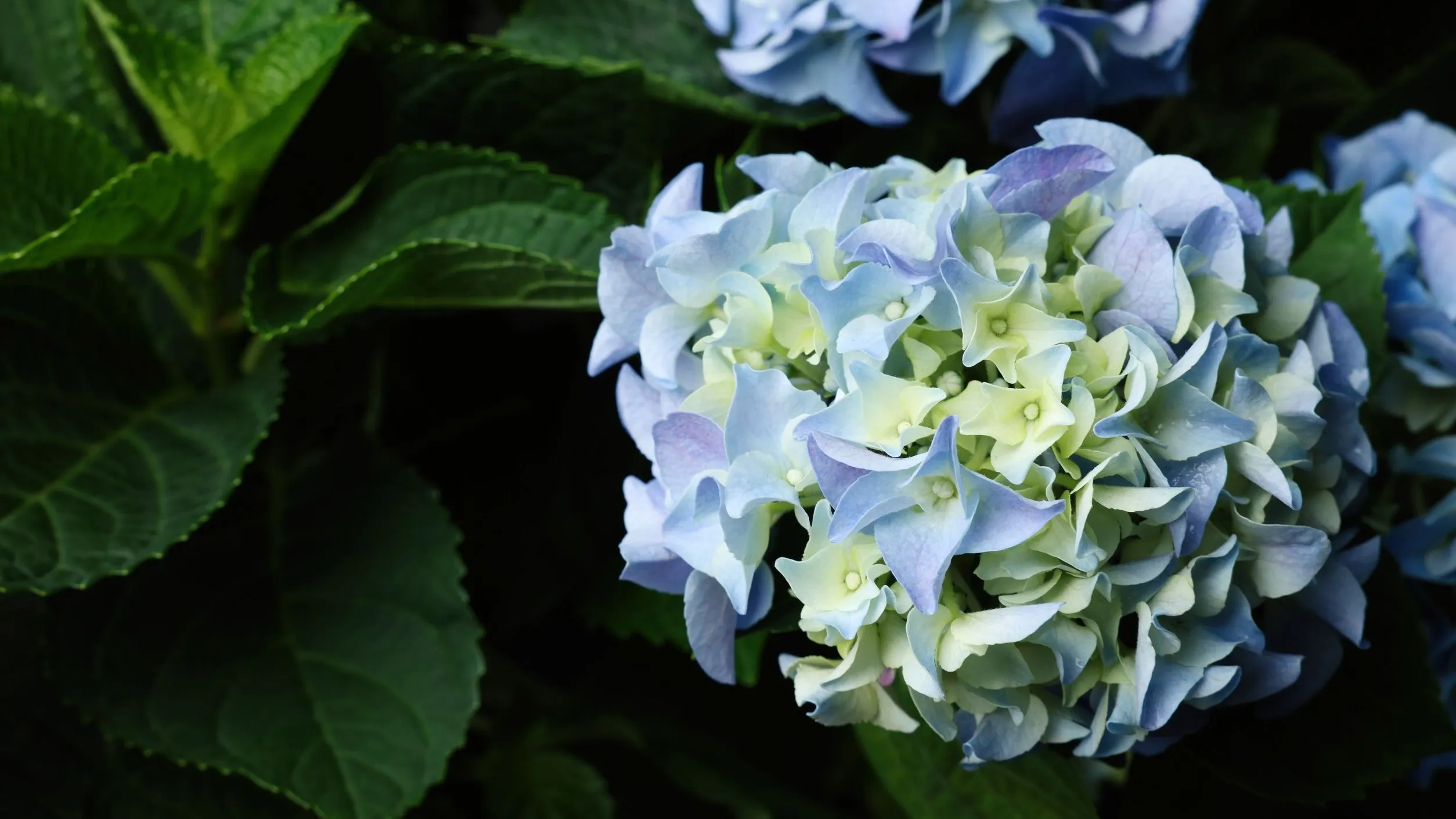 Kvíz kérdést ábrázoló kép