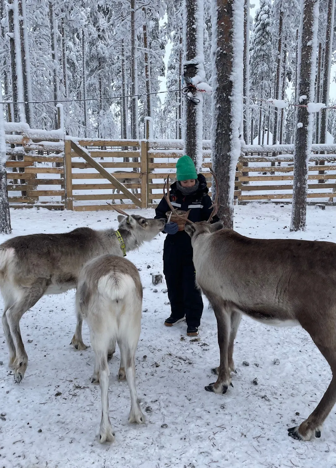 Rénszarvasokat etet egy nő a havas Lappföldön. 
