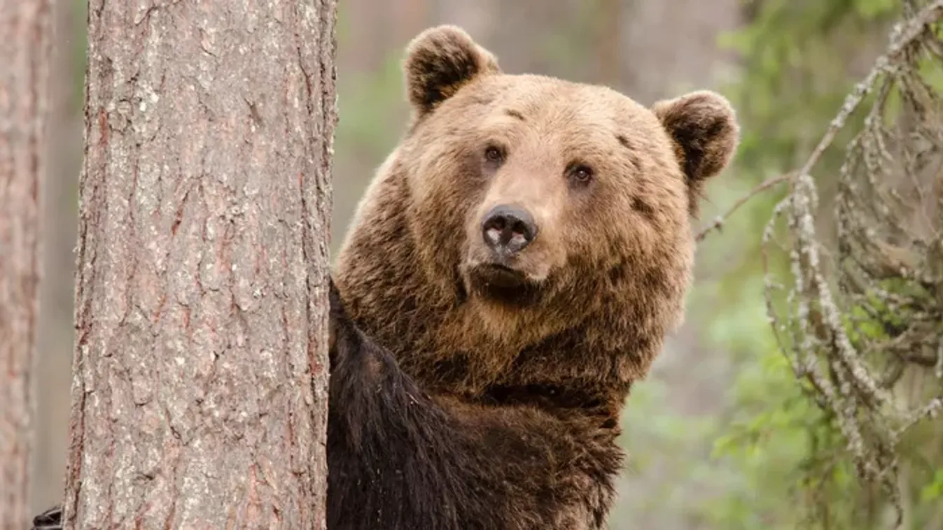 Honnan tudta a medve, milyen lesz az idő? Így születtek a meglepő népi babonák Gyertyaszentelő Boldogasszony napján