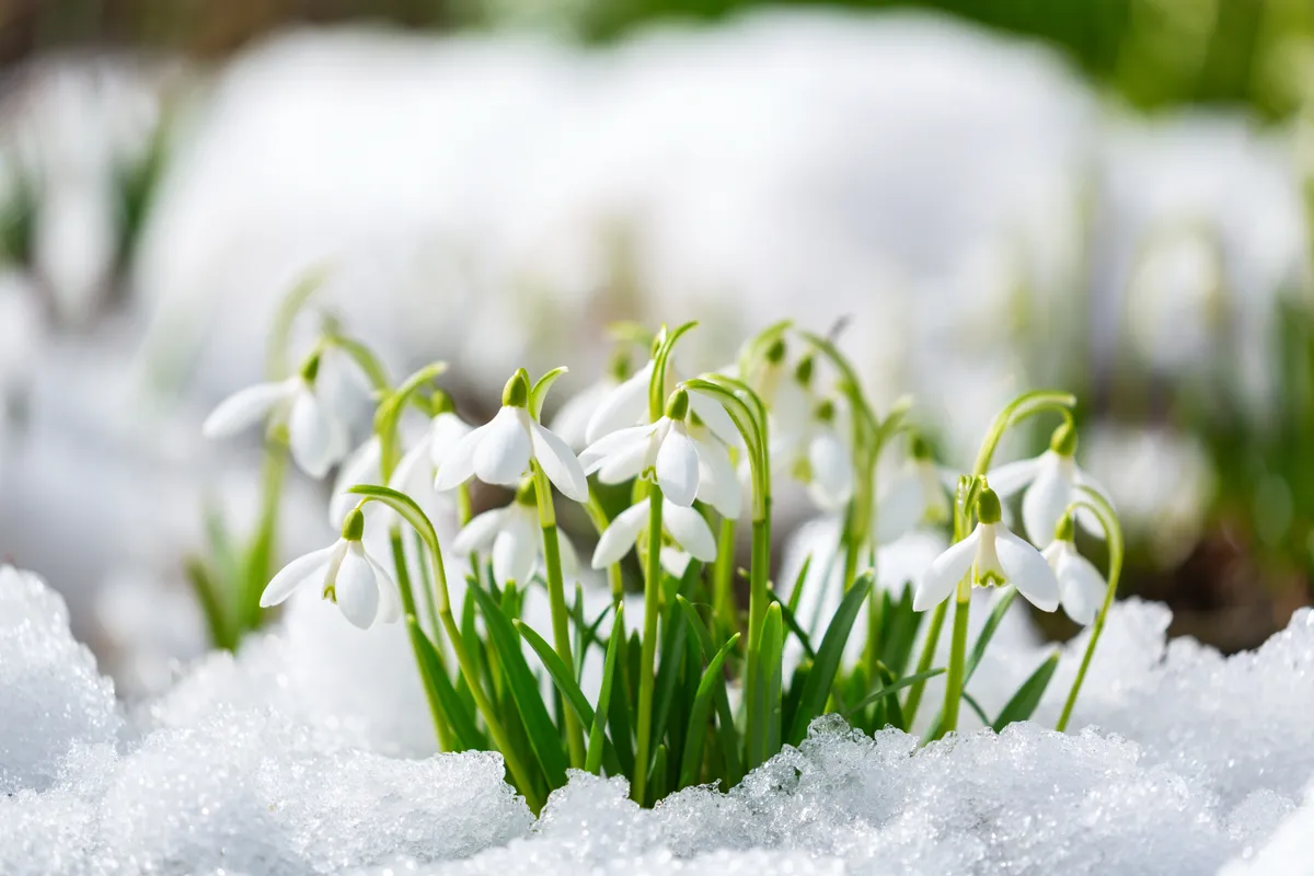 Hó alól kibújó kikeleti hóvirág.