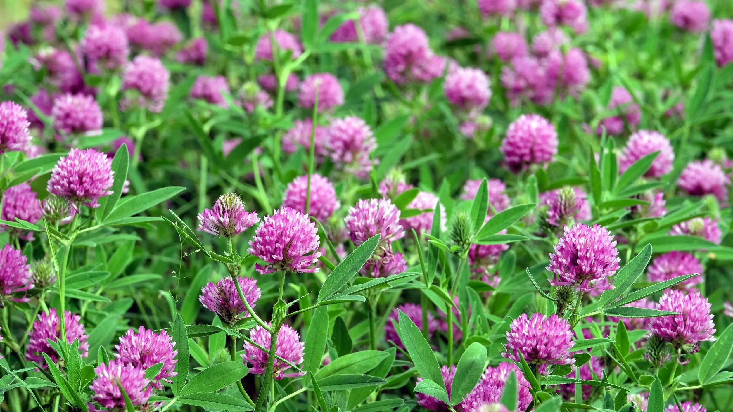 Kvíz kérdést ábrázoló kép