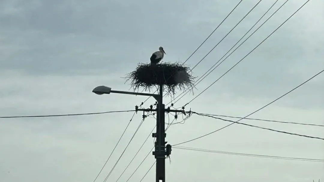 fotó a gólyákról