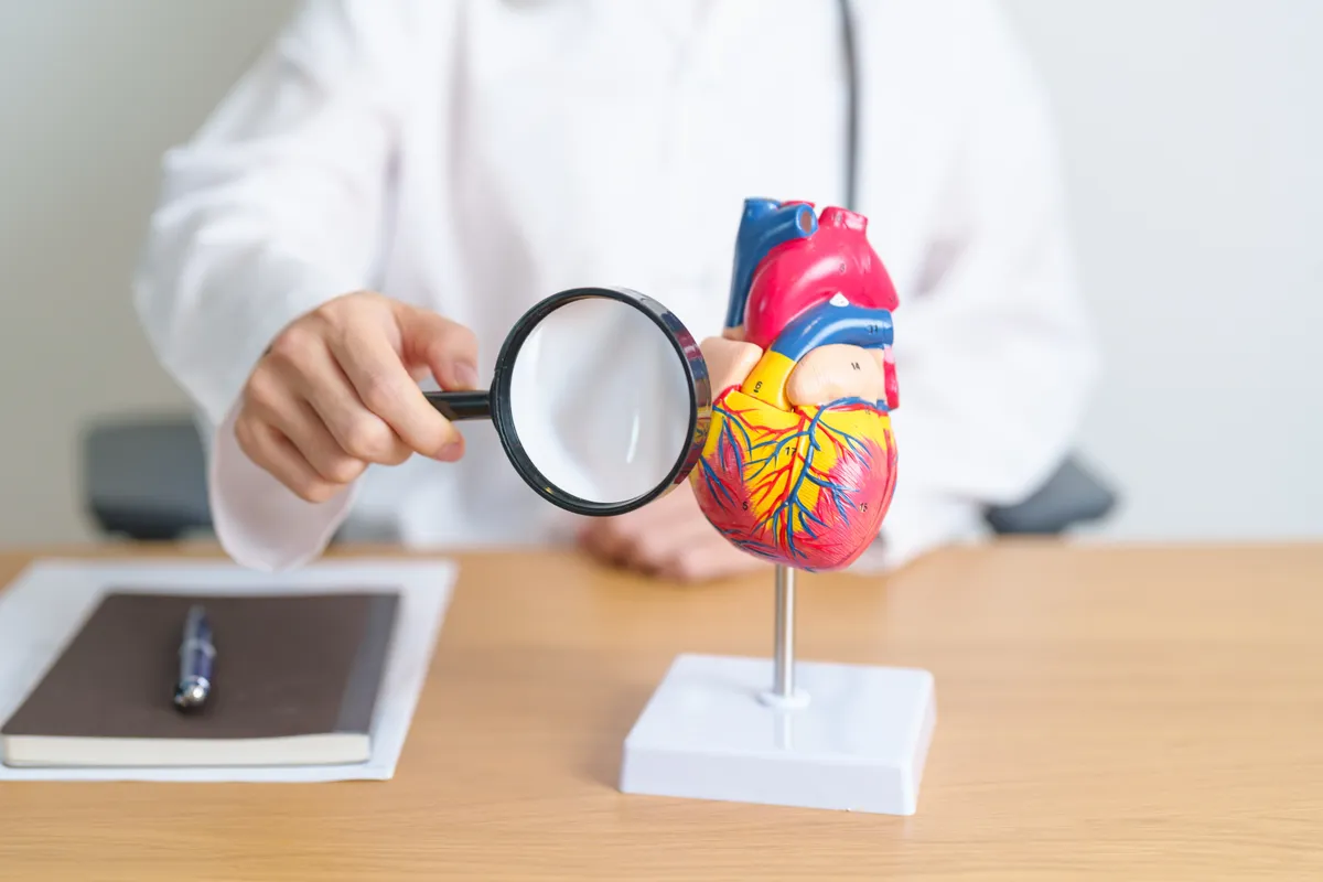 Doctor,With,Human,Heart,Anatomy,Model,And,Magnifying,Glass.,Cardiovascular