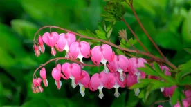 Szívvirág gondozása – Valentin-nap után is gyönyörűen virágzik, ha ezeket betartod