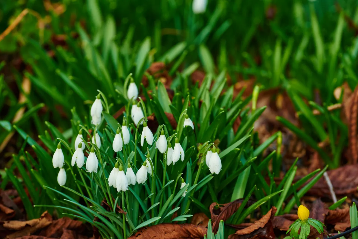Flowers, bush and white snowdrop in garden with natural landscape, morning blossom and calm environment. Spring, peace or nature with green leaves in backyard, countryside and floral plants in growth