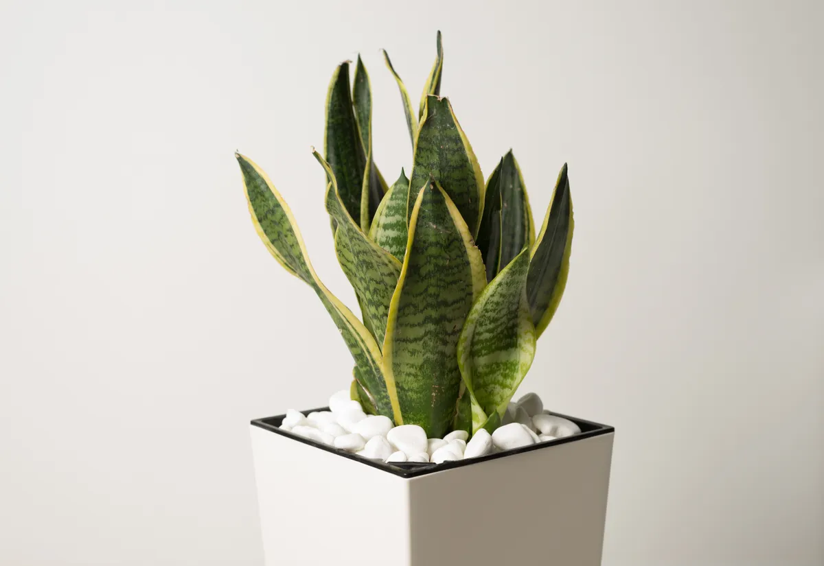 Anyósnyelv egy fehér kaspóban.