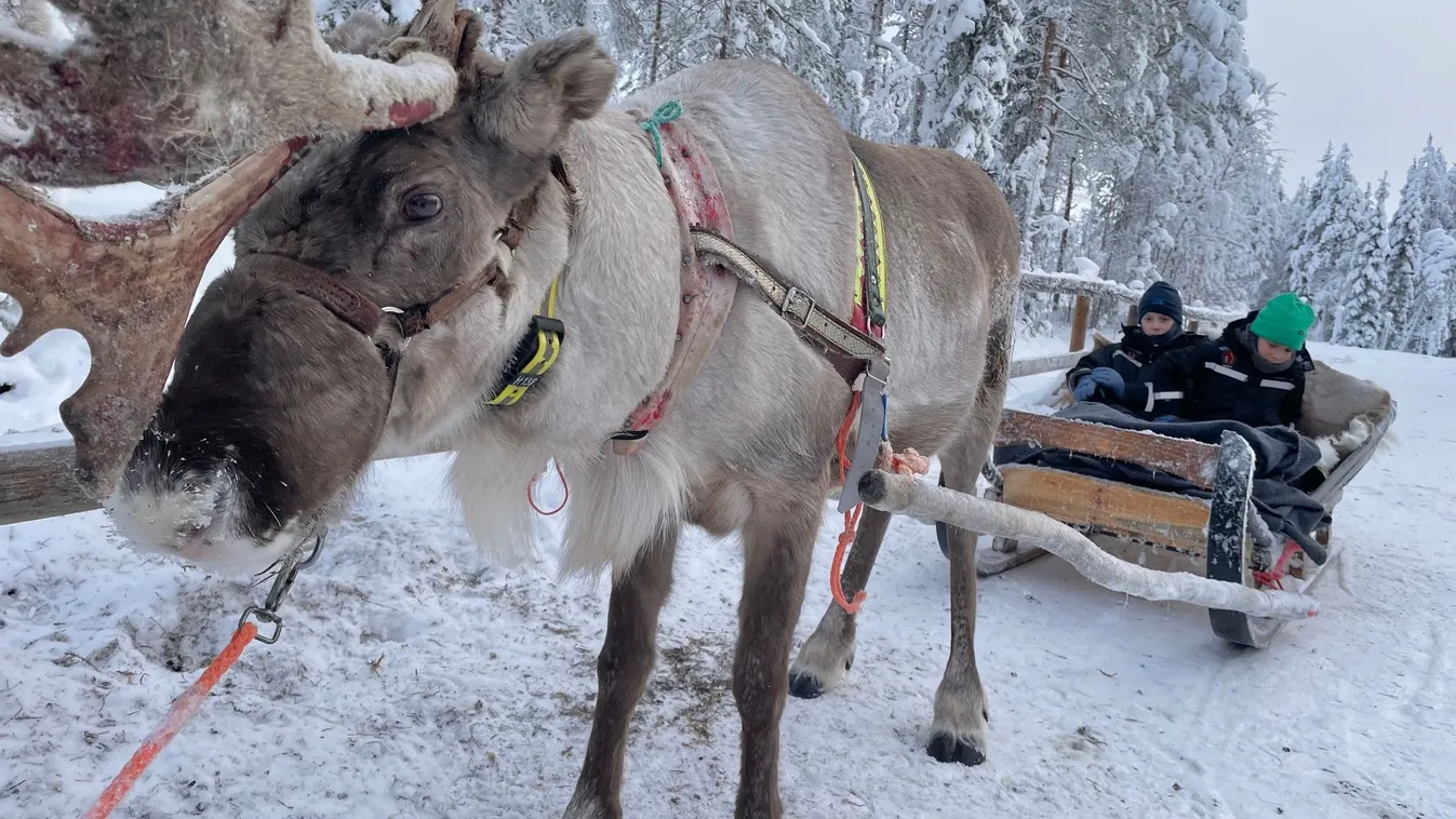 Lappföldön a rénszarvas szánozás az egyik legemlékezetesebb móka.