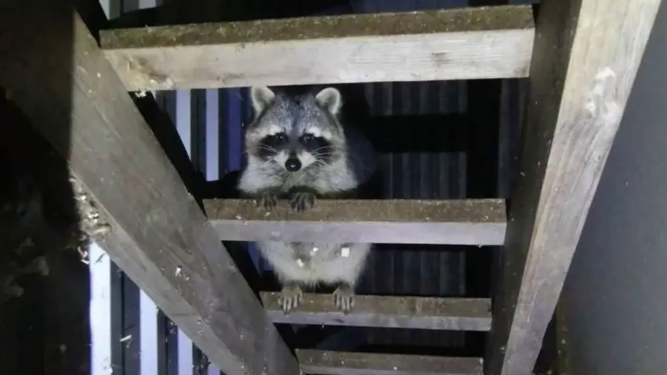 Illegális állatkertet számoltak fel Keszthelyen