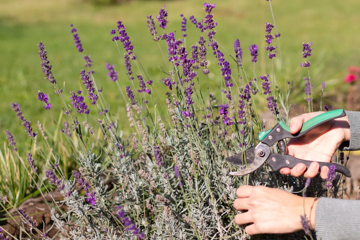Levendula metszése metszőollóval