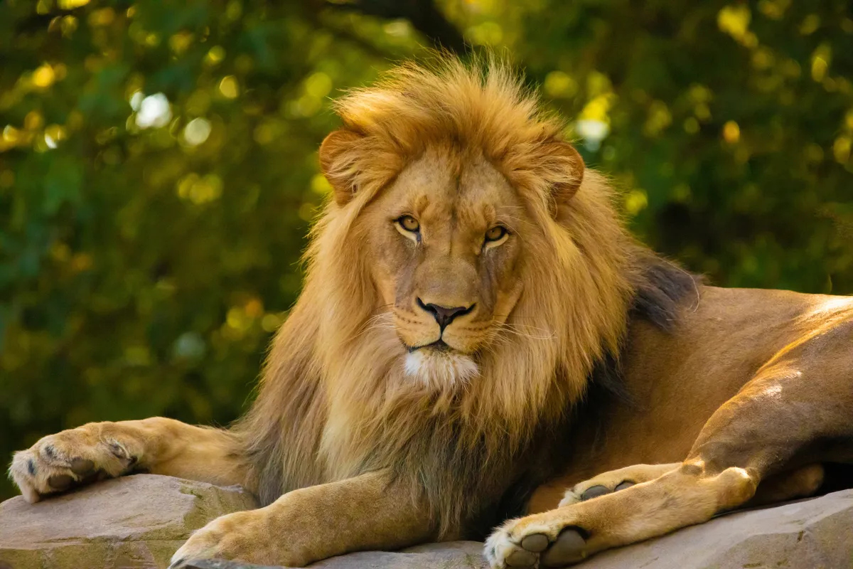 A személyiségtesztben szereplő oroszlán.