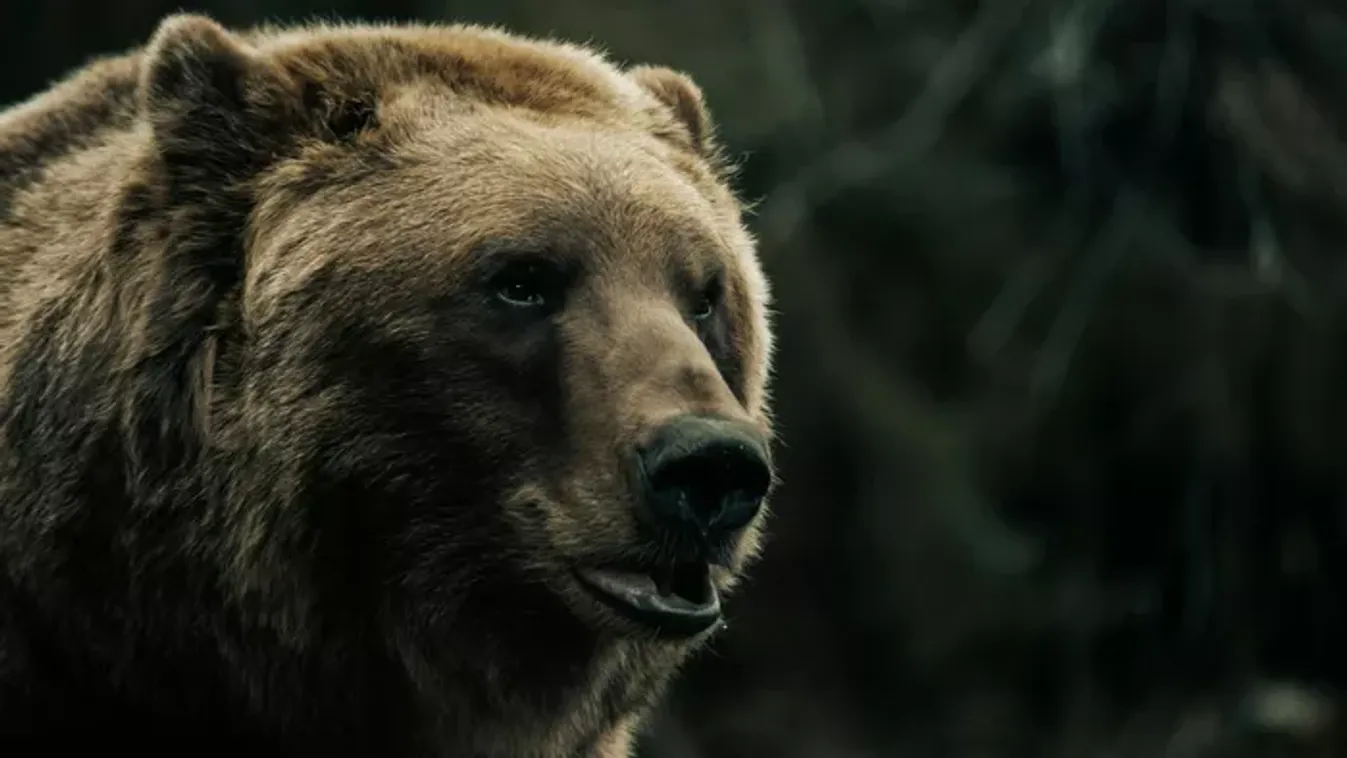 Döbbenetes felvétel! Nem csak a hó okoz nehézséget, medvecsalád bukkant fel