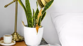 Mit tehetünk, ha az anyósnyelv sárgul?