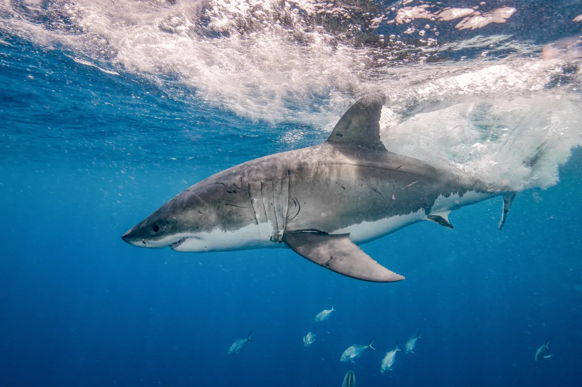 Nagy fehércápa a nyílt vízben kis halakkal körülvéve.