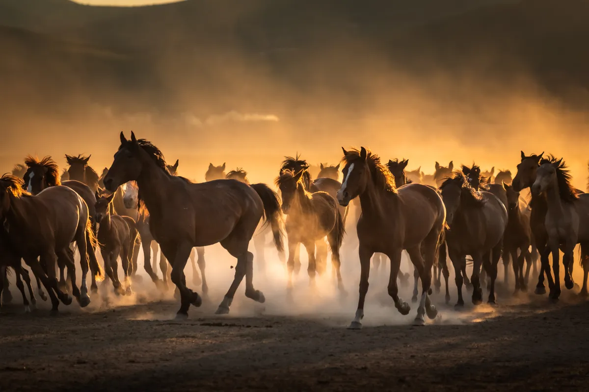 Retró kvízben szereplő lovak vágtáznak.