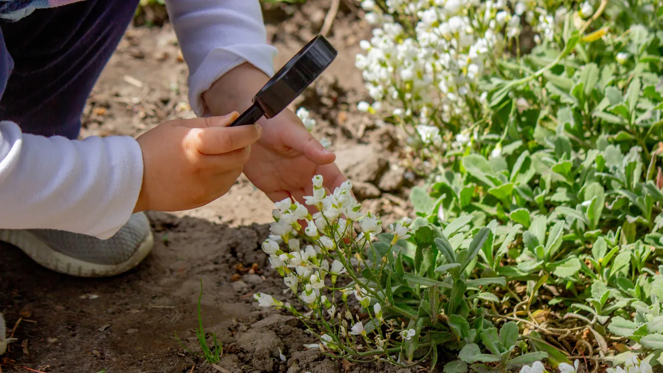 Ismerjük fel a tavaszi mérgező növényeket a kertben és az erdőben
