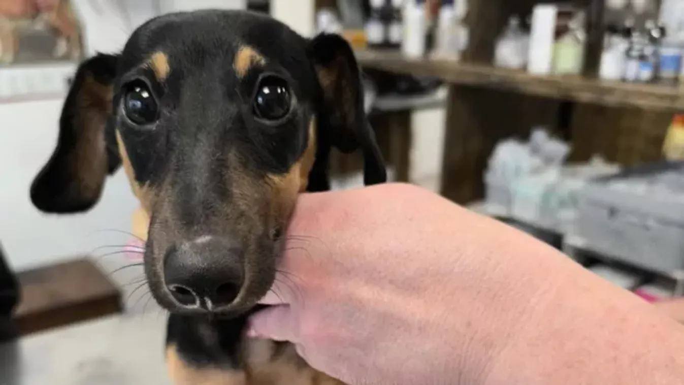 Brutális állatkínzás a XV. kerületben - koponyatörést és lábtörést szenvedtek a tacskók