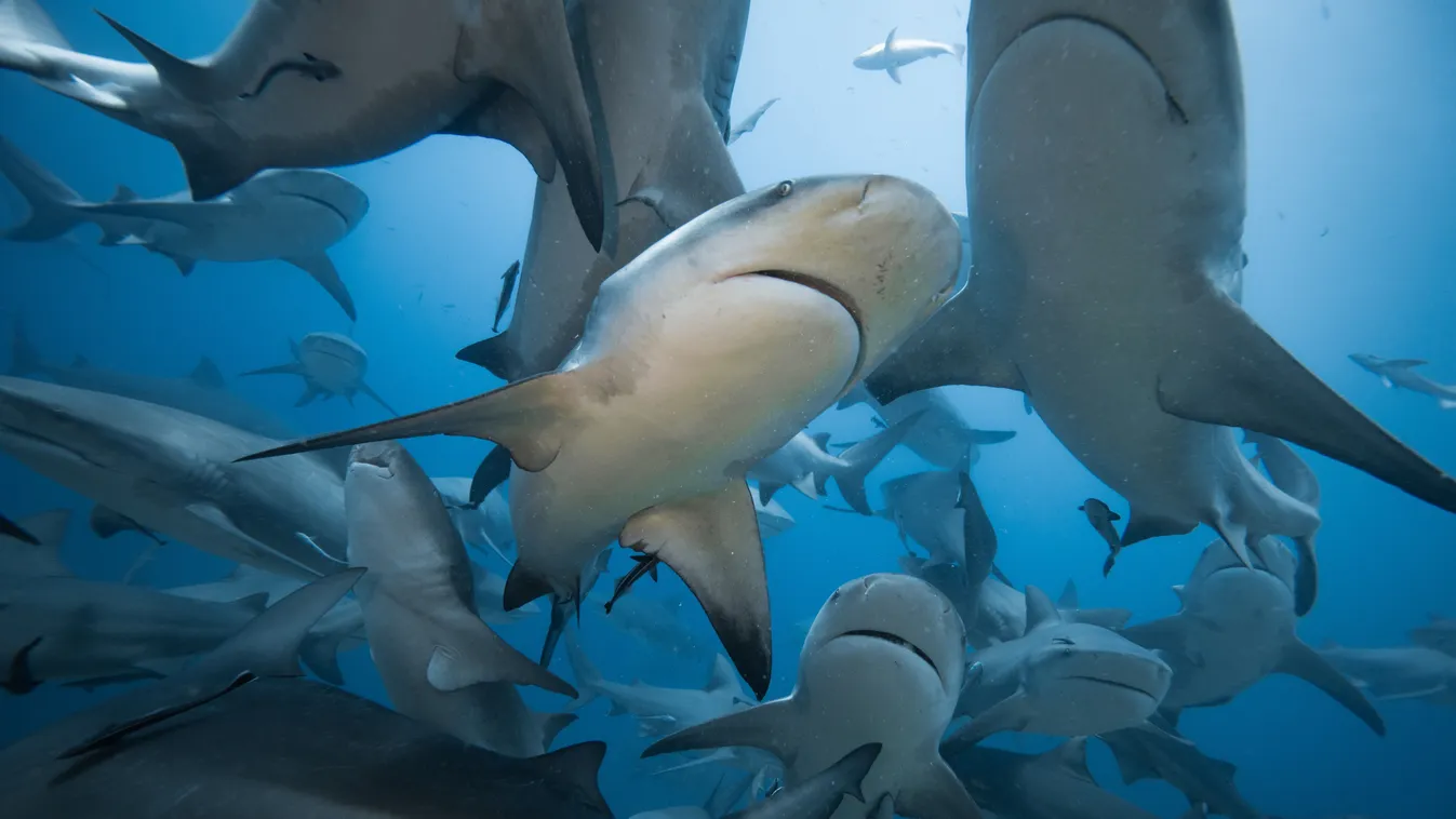 A bikacápák a sekély vizek lakói.