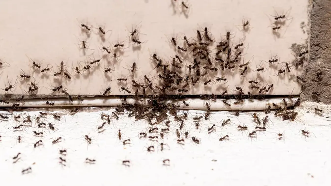 Már most érdemes lépni a hangyák ellen – ezek a módszerek segíthetnek