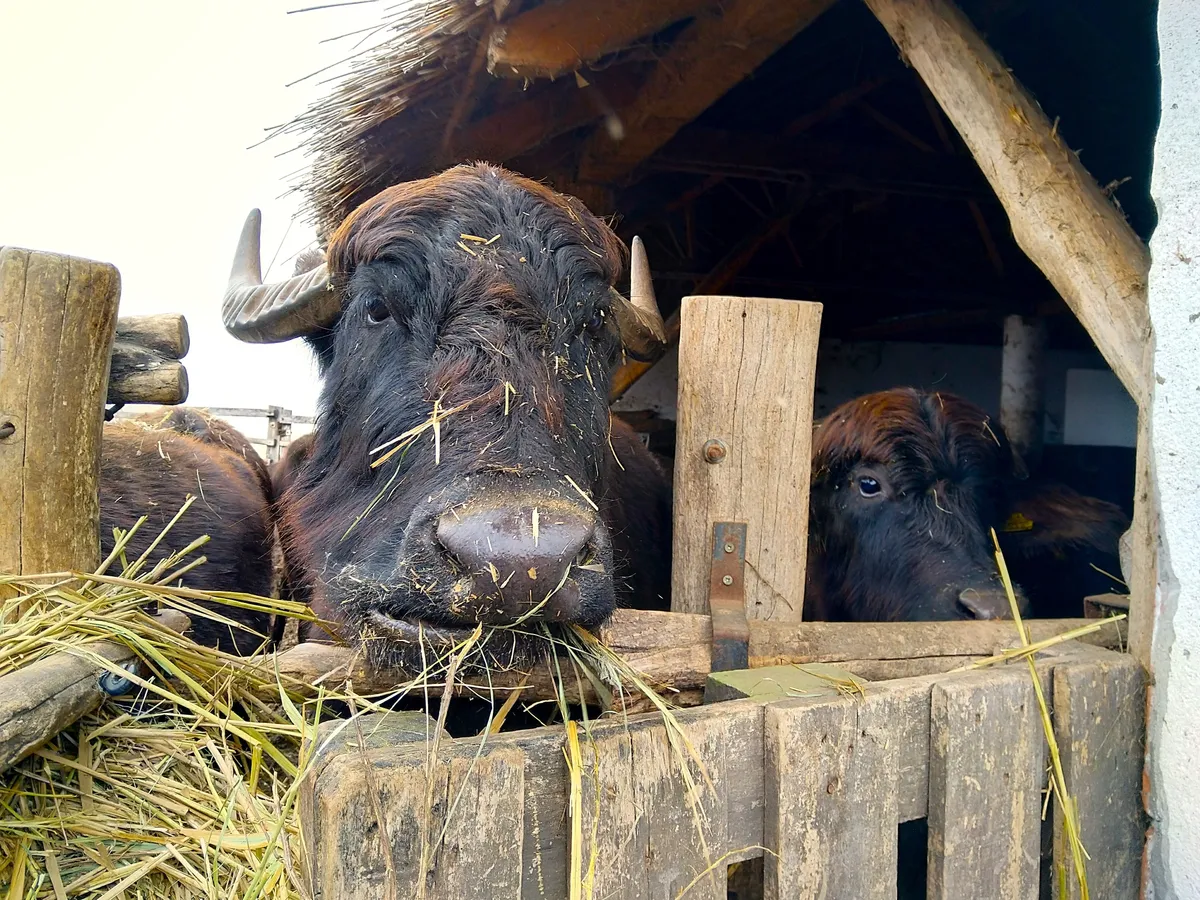 Vízibivaly portrája Mórahalmon.