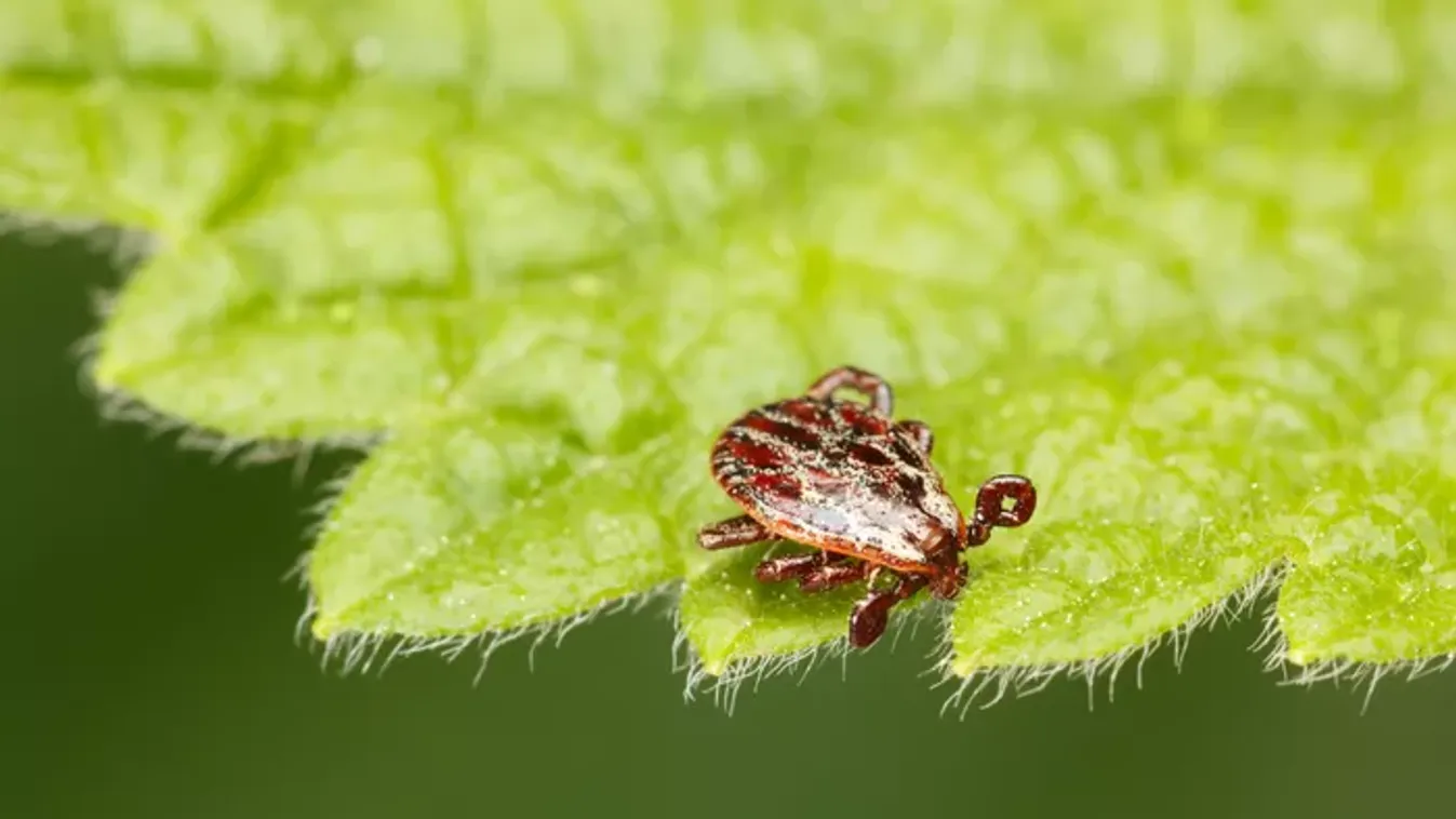 Vigyázz, ezek a növények kullancsokat csábíthatnak a kertedbe