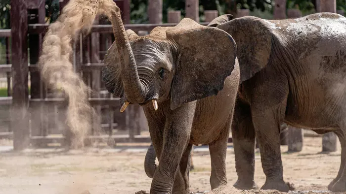 Így van most a Veszprémi Állatkert kedvenc elefántja