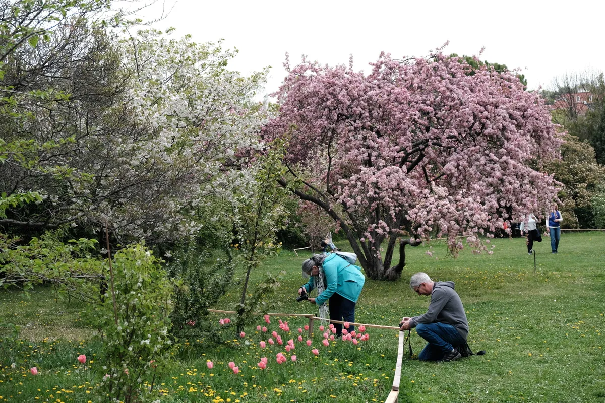 Cseresznyevirágzás Budapesten, a Budai Arborétumban.