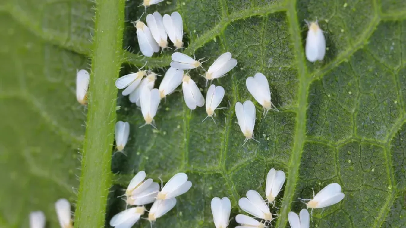 Liszteske támadta meg a muskátlit? Így szabadulj meg tőle!