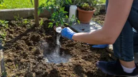 Tökéletes konyhakertre vágysz? Ezeket kell elvetni márciusban