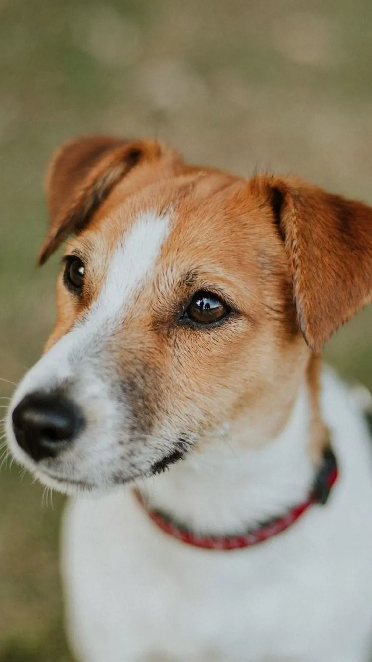 Felejtsd el a szőrhullást, itt a robotkutya, ami még a táskádat is cipeli!