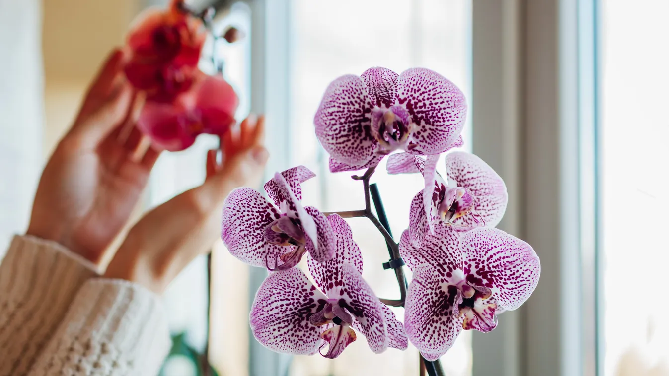 Elvirágzott orchidea? Így vágd vissza és újrahajt&nbsp;