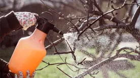 9 természetes megoldás: így permetezd a gyümölcsfákat