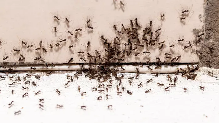 Hangyák ellen: ezek a módszerek segíthetnek