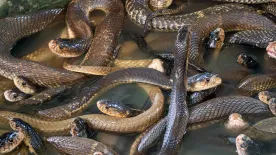 Sokk a hegyekben: csörgőkígyó ölte meg a kiránduló 46 éves nőt