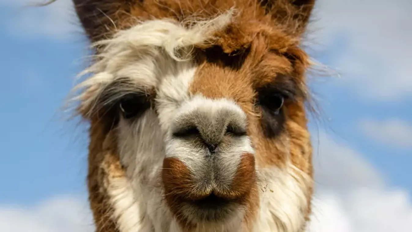 Elszabadult lámát kergettek Budapesten